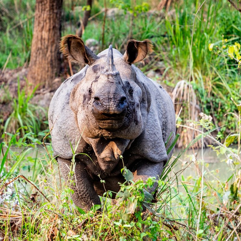 One-horned rhinoceros in Chitwan National Park